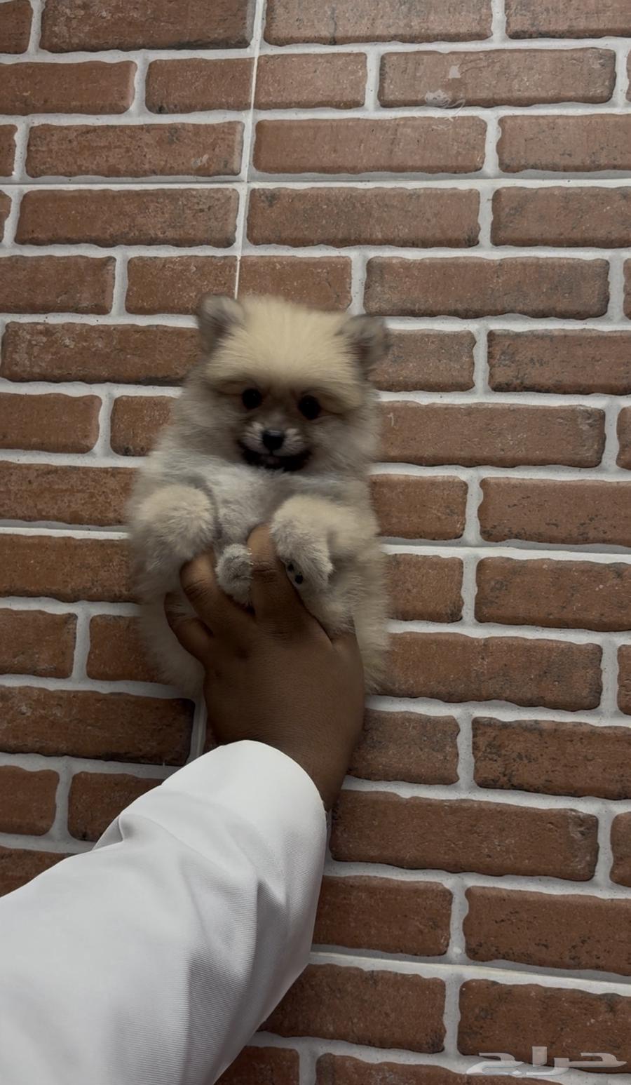Dogs with moustache and beard63114945314178111