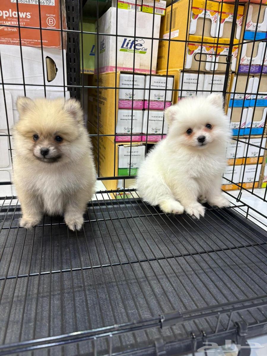 Dogs with moustache and beard63114945314178113