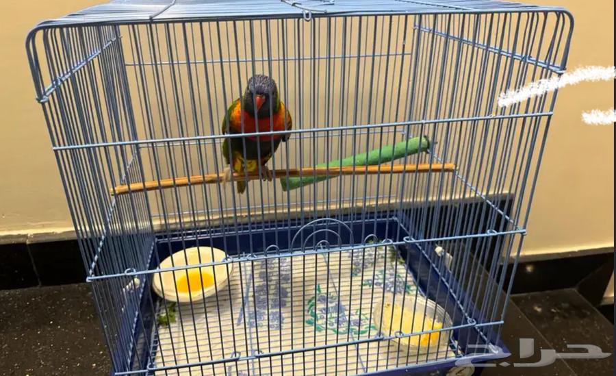 ببغاء64591695391105110