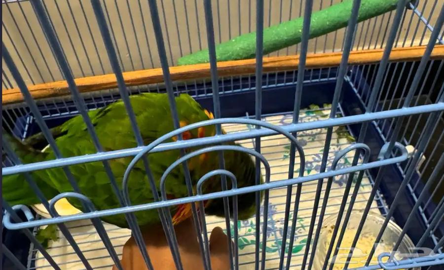 ببغاء64591695391105111