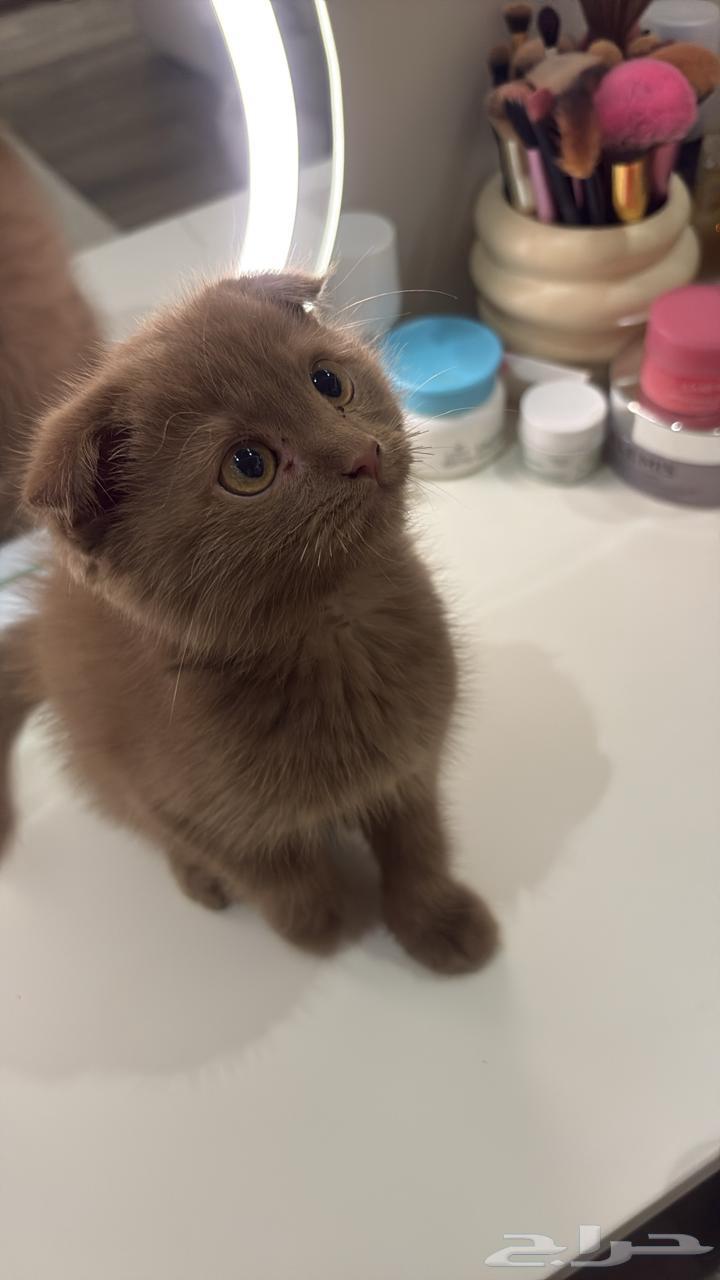 Scotch is for sale63066393413634111