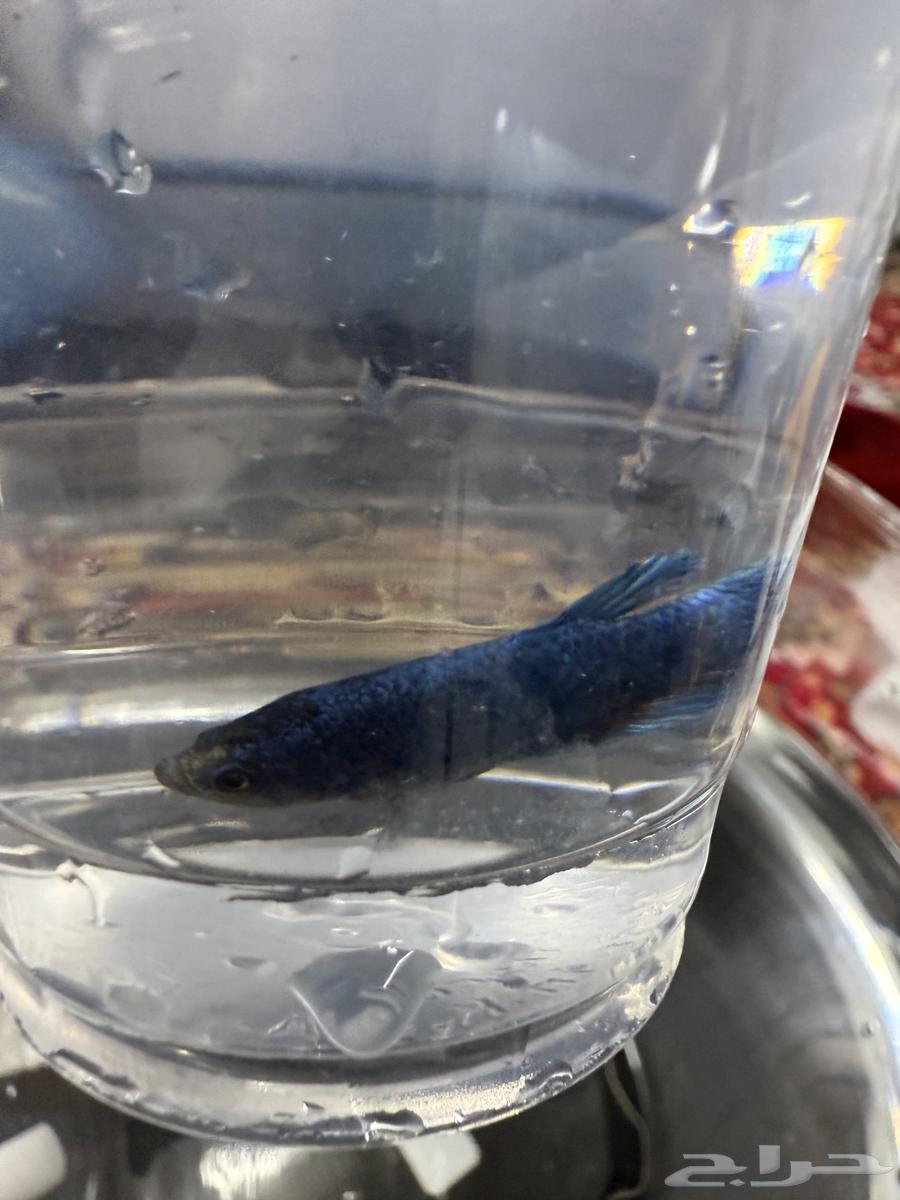 Two fighter fish for adoption63016716522243114