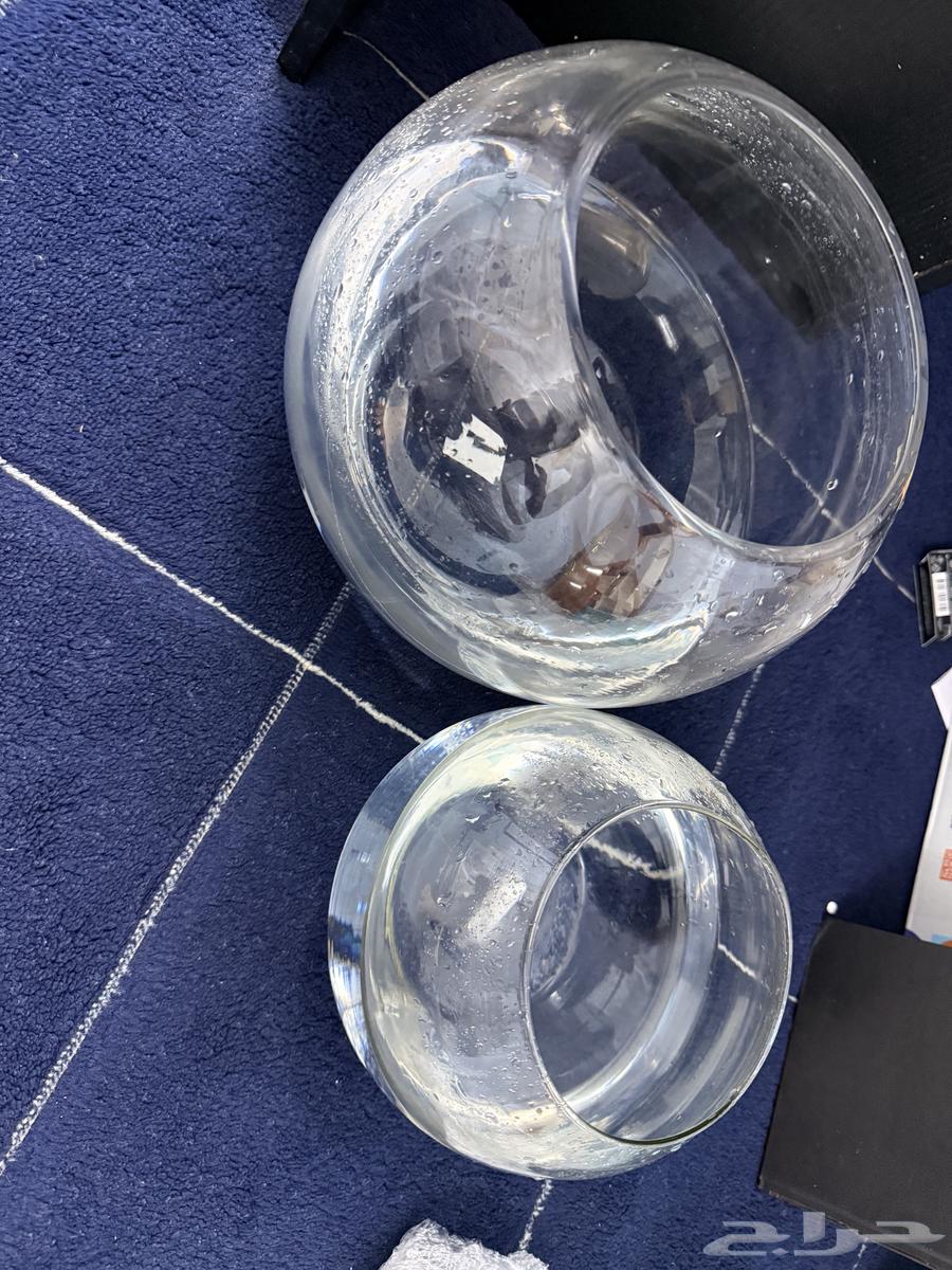 Two fighter fish for adoption63016716522243111