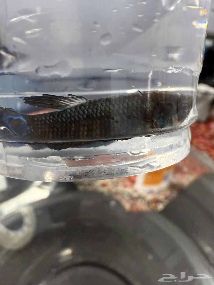 Two fighter fish for adoption63016716522243113