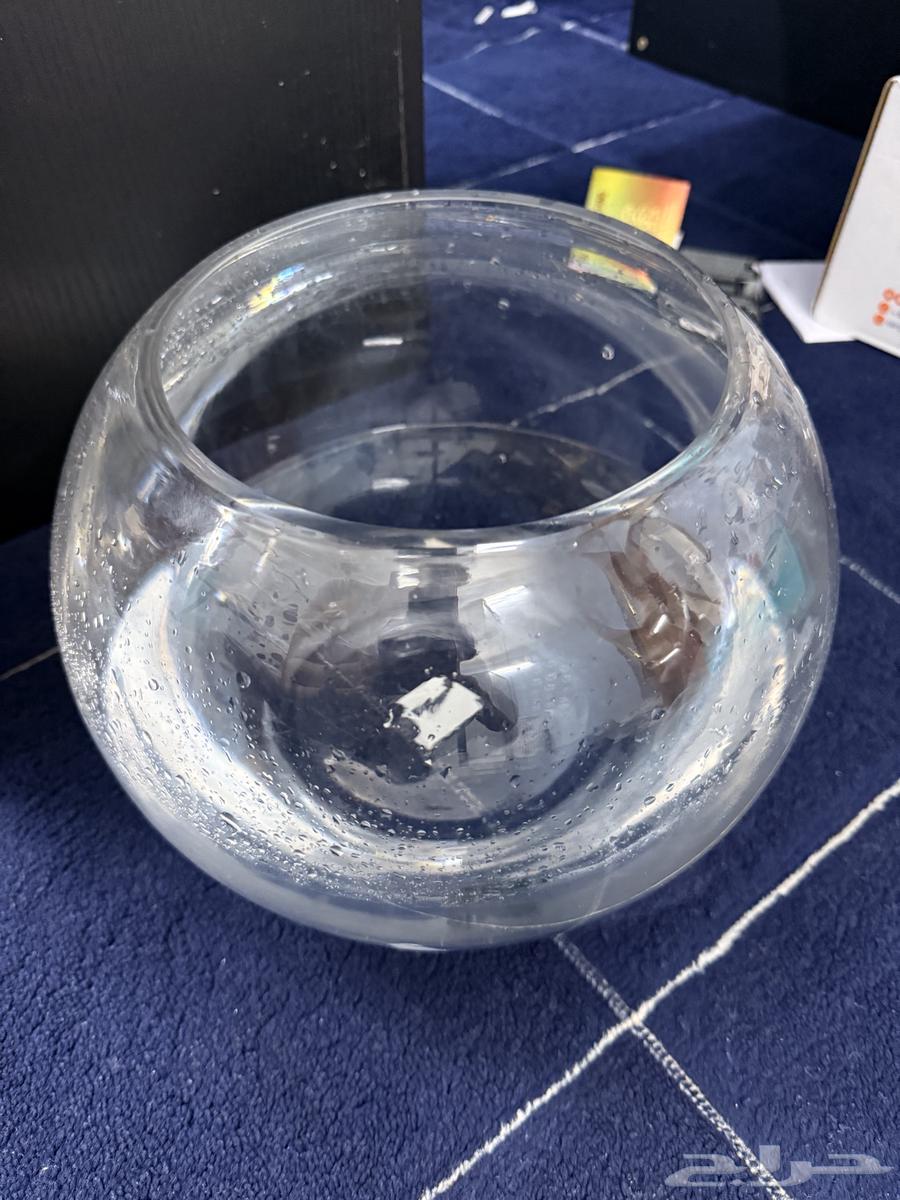 Two fighter fish for adoption63016716522243112