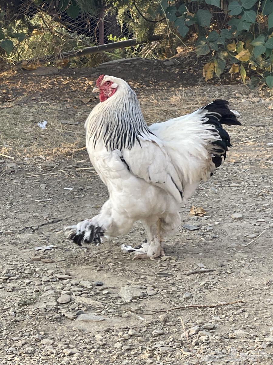 Rooster Brahma Colombian63193816002434114