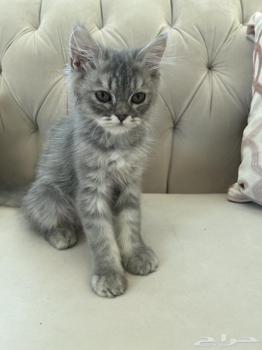 Male cat for sale63017583320451116