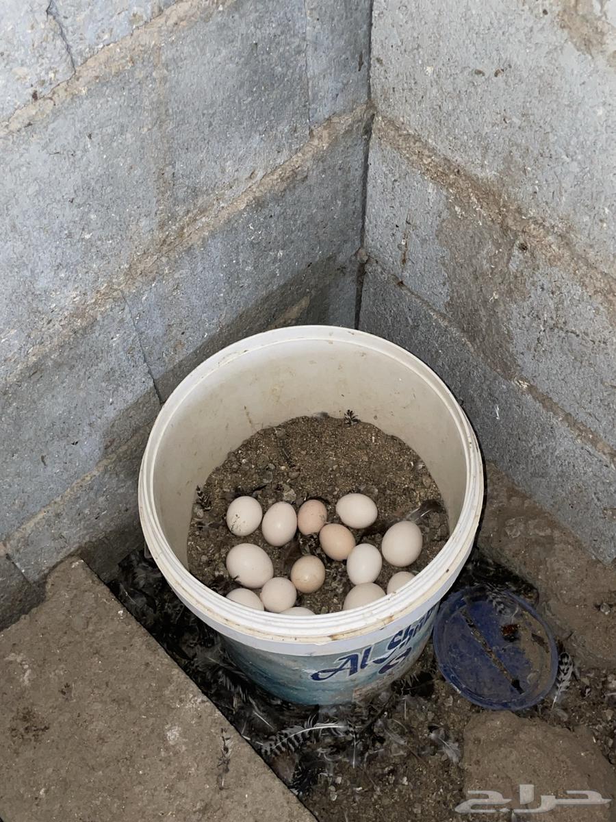 Fresh local eggs63112301794177113