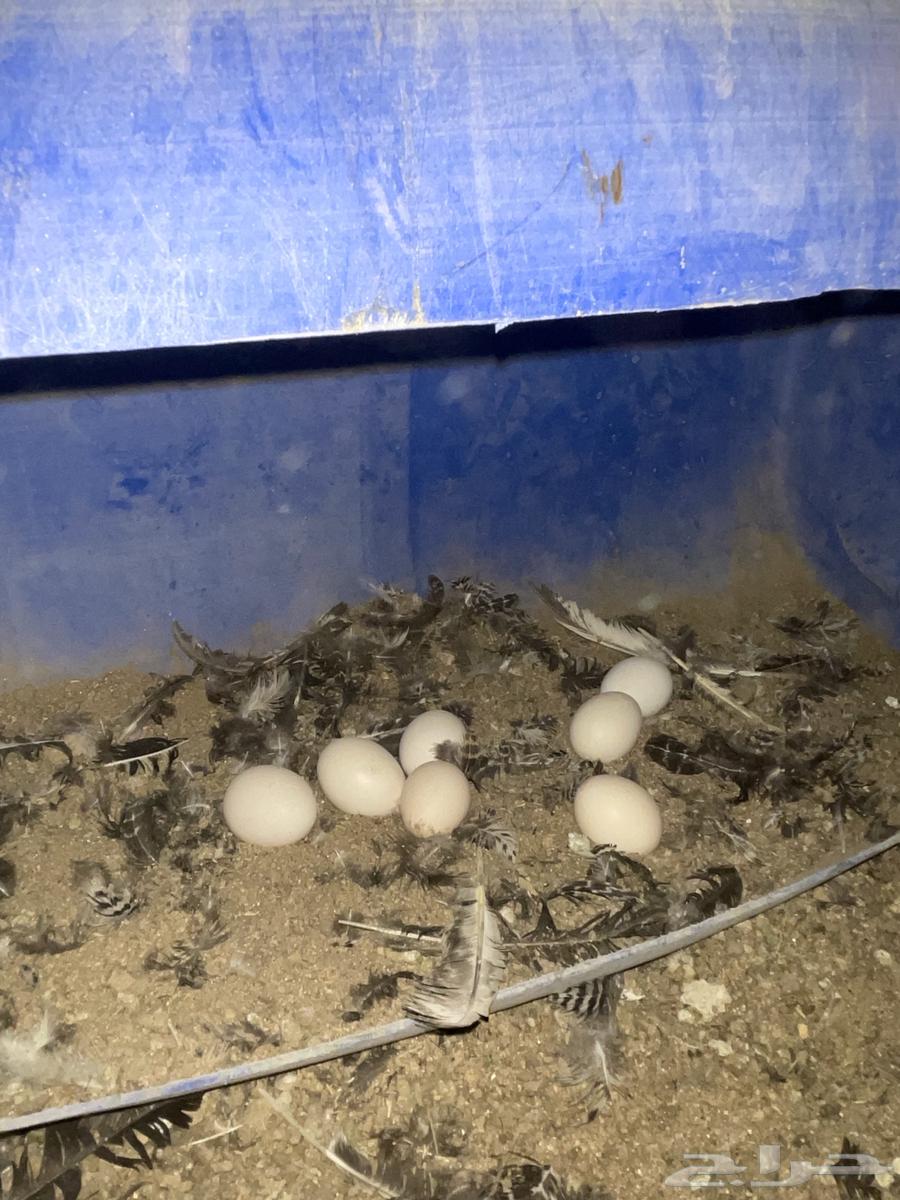 Fresh local eggs63112301794177114