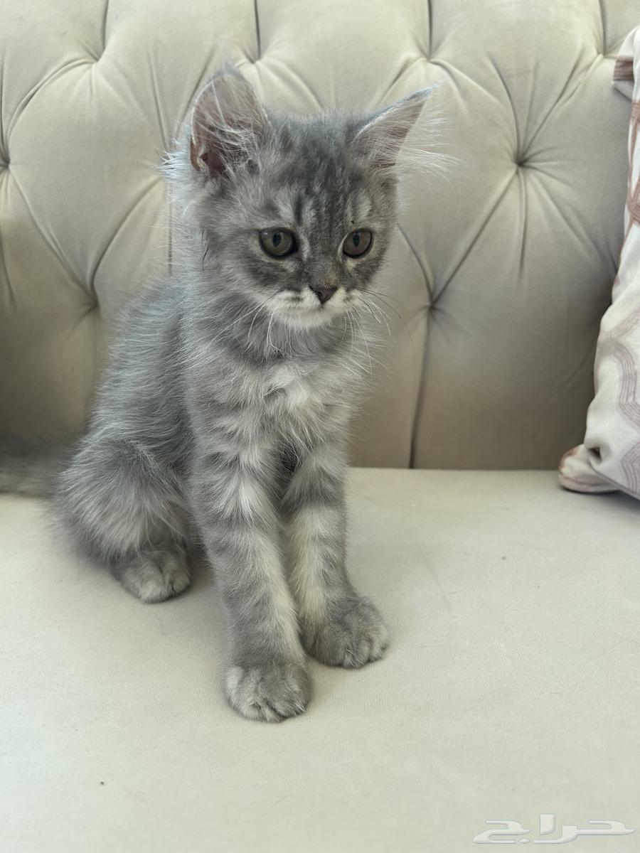 Male cat for sale63017583320451111