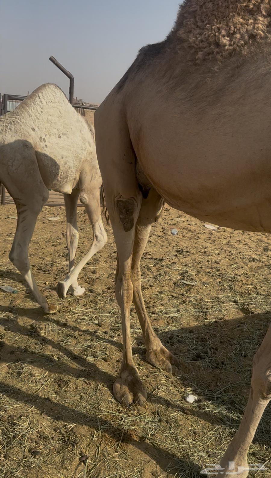 خلفه للبيع كفو ومشروطه تحتها قعود63115293026179116