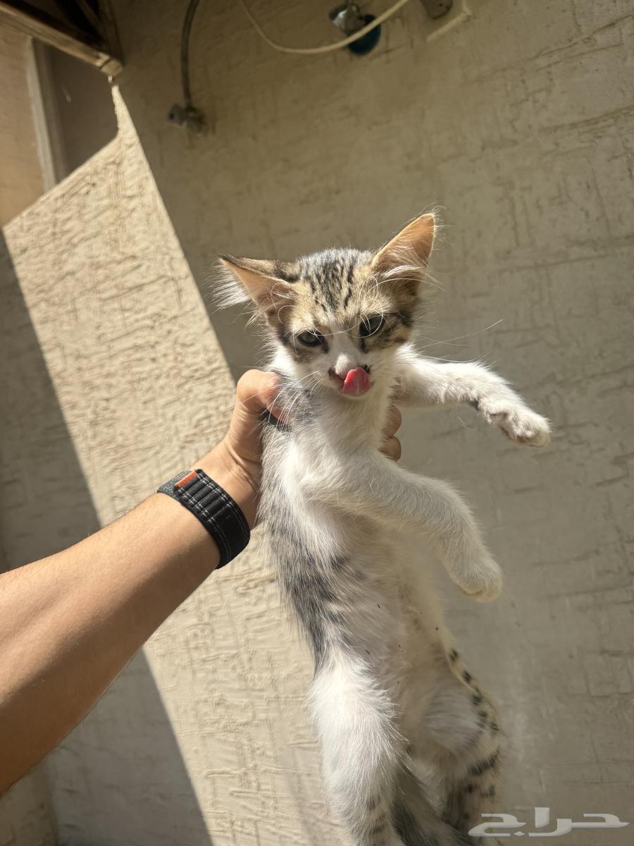 قطط للتبني بالجبيل الصناعية.63056758941697113