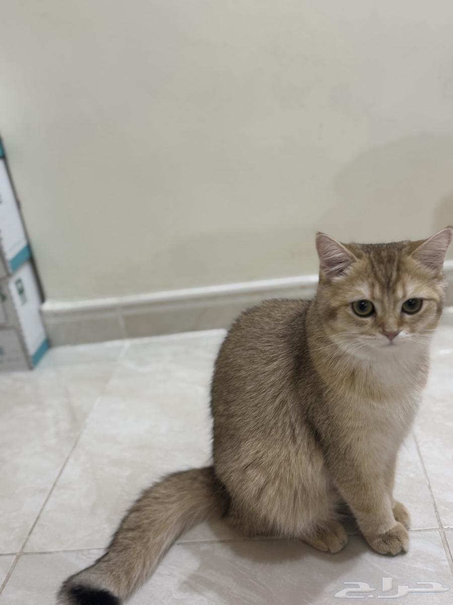 سكوتش ستريت63068008680577112
