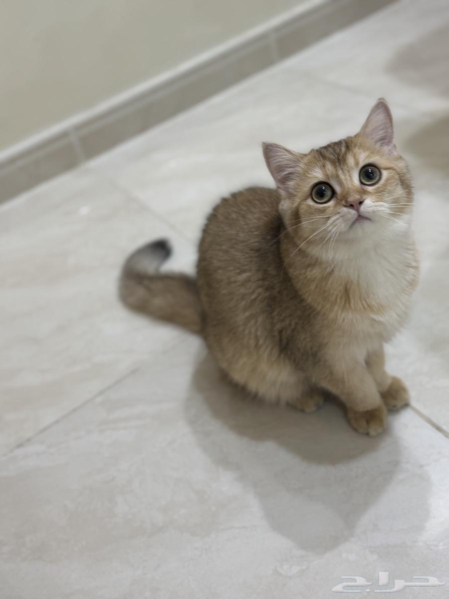 سكوتش ستريت630680086805771112