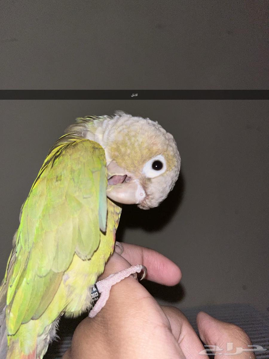 زوج كنيور اناناس63394742992387112