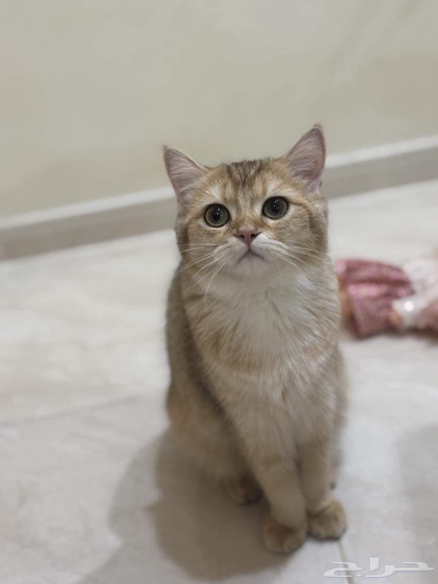 سكوتش ستريت63068008680577111