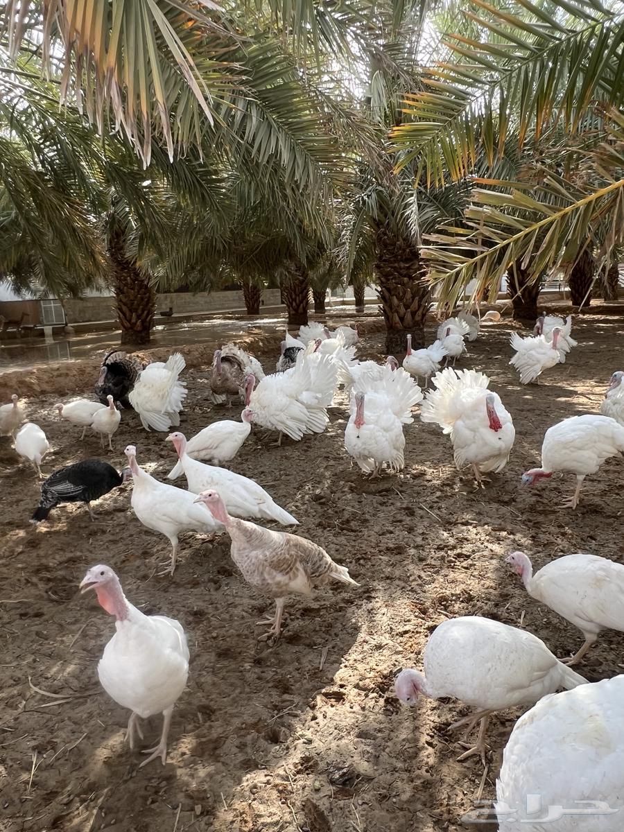 دجاج رومي بياض63055240417410112