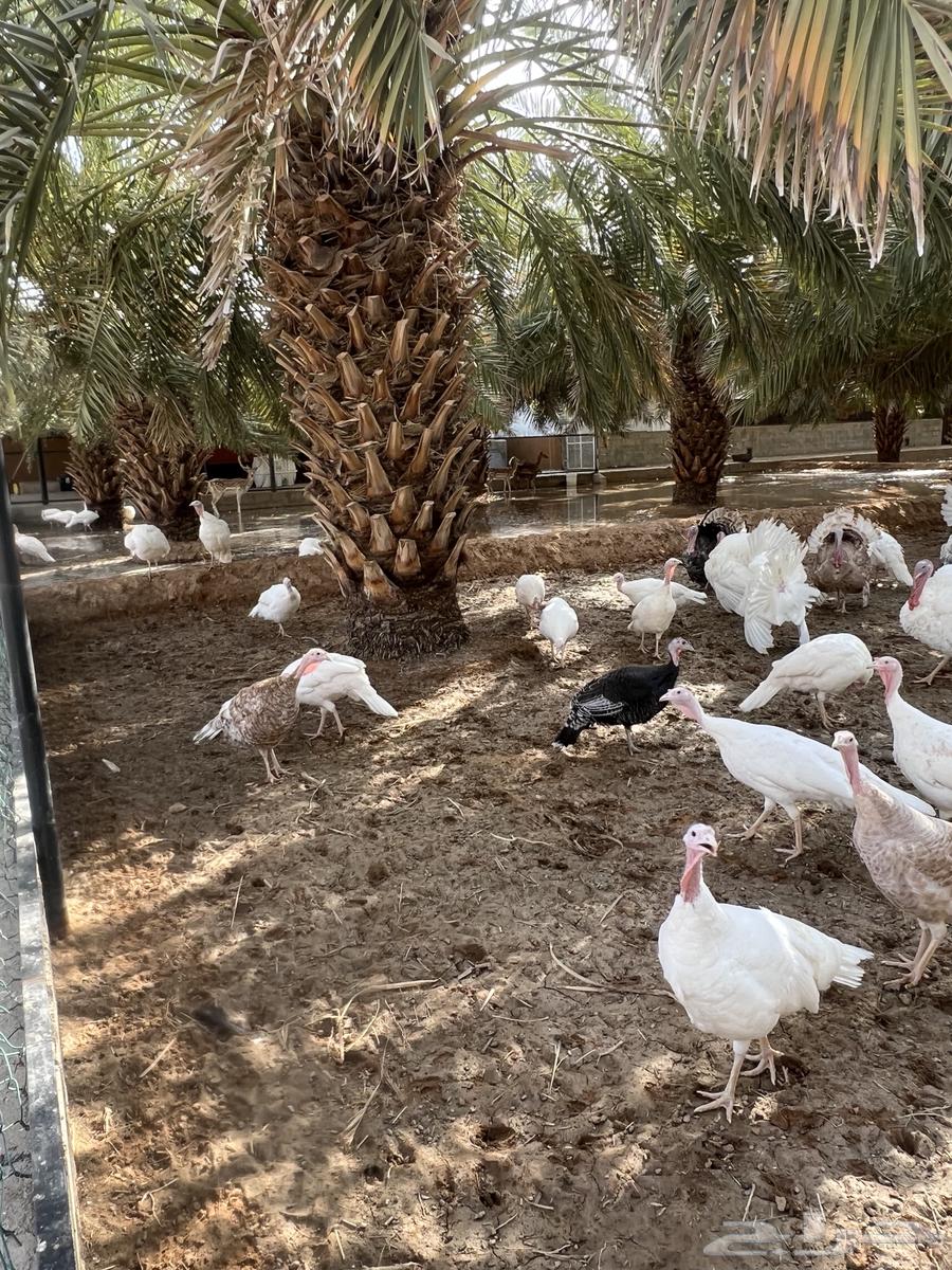 دجاج رومي بياض63055240417410111