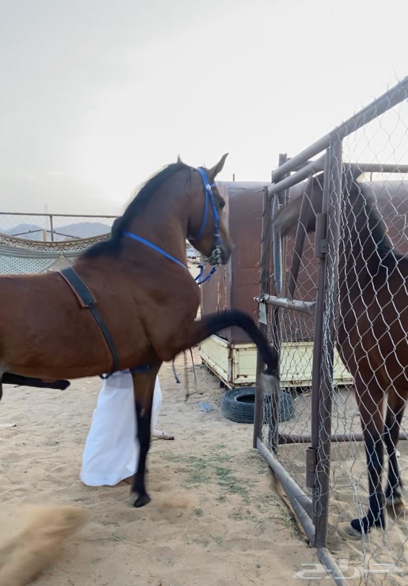 خيل شعبي63117800696193112