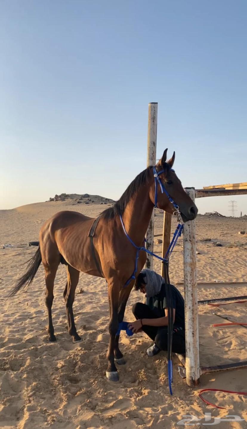 خيل شعبي63117800696193113
