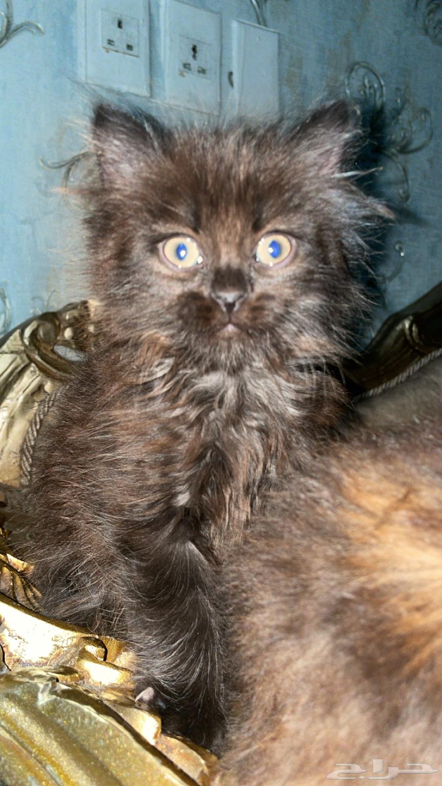 Shirazi cat available for adoption63422073302914112
