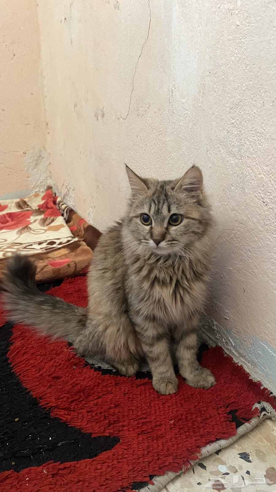 انثى شيرازي انثى سكوتش فولد بيور63048550899074111
