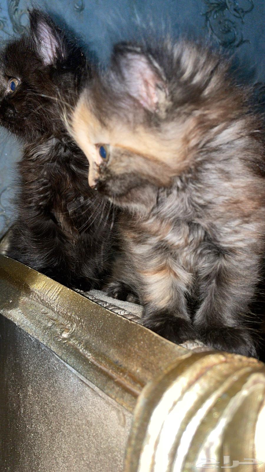 Shirazi cat available for adoption63422073302914111