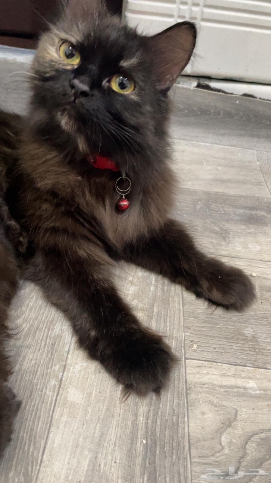 Shirazi cat available for adoption63422073302914113