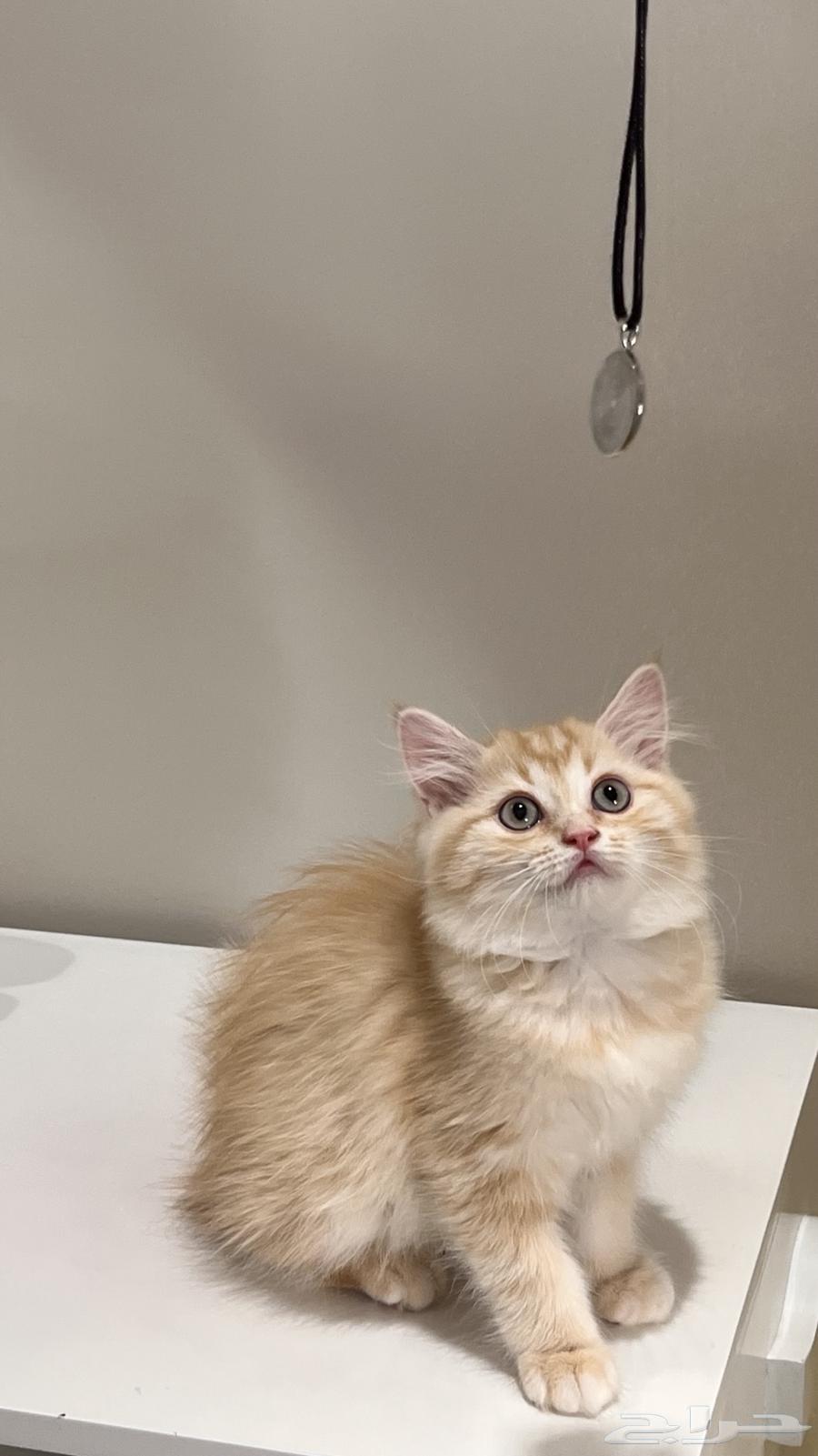 Kittens (for sale)63421706729345112
