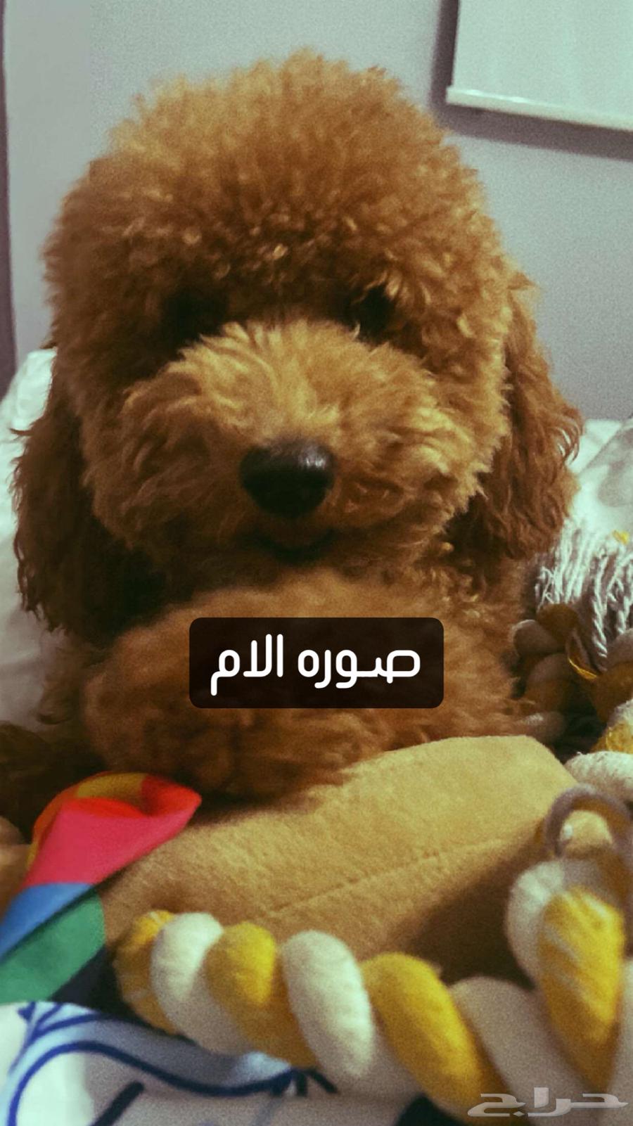 توي بودل انتاج عالي الجوده الرياض63421647861761111