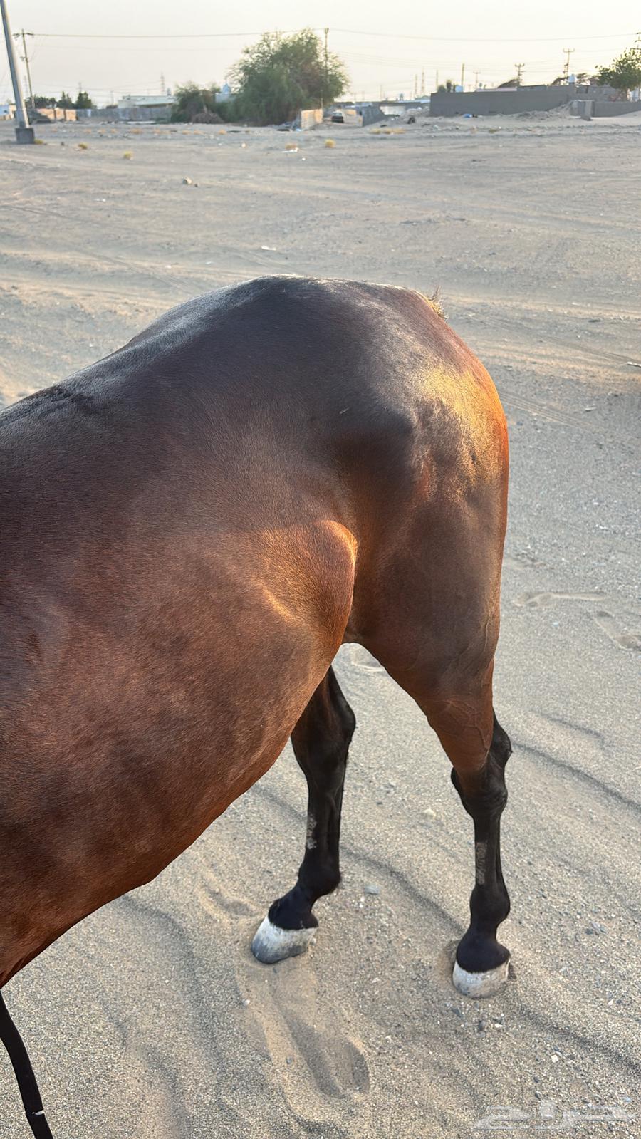 حصان شعبي63417951960322111