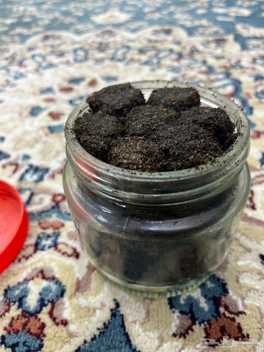 بخور63421474796674116