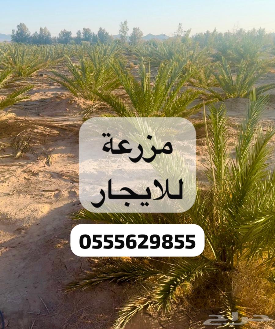 مزرعةشمال المدينة المنورة للايجار630147452051221114