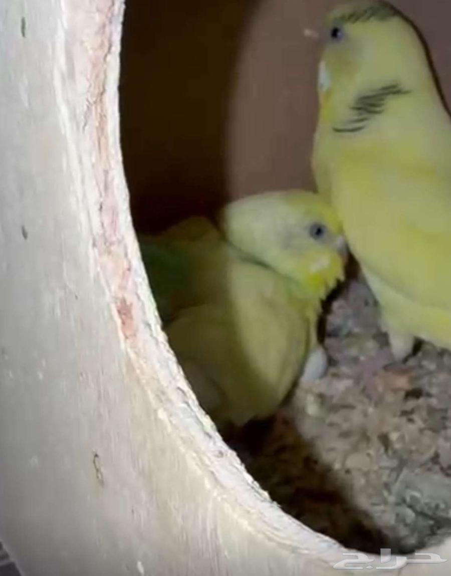 زوج بادجي تحته 5 بيضات634202644392981118