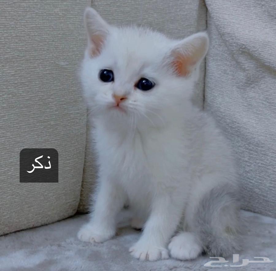 قطط سكوتش63421706645378111