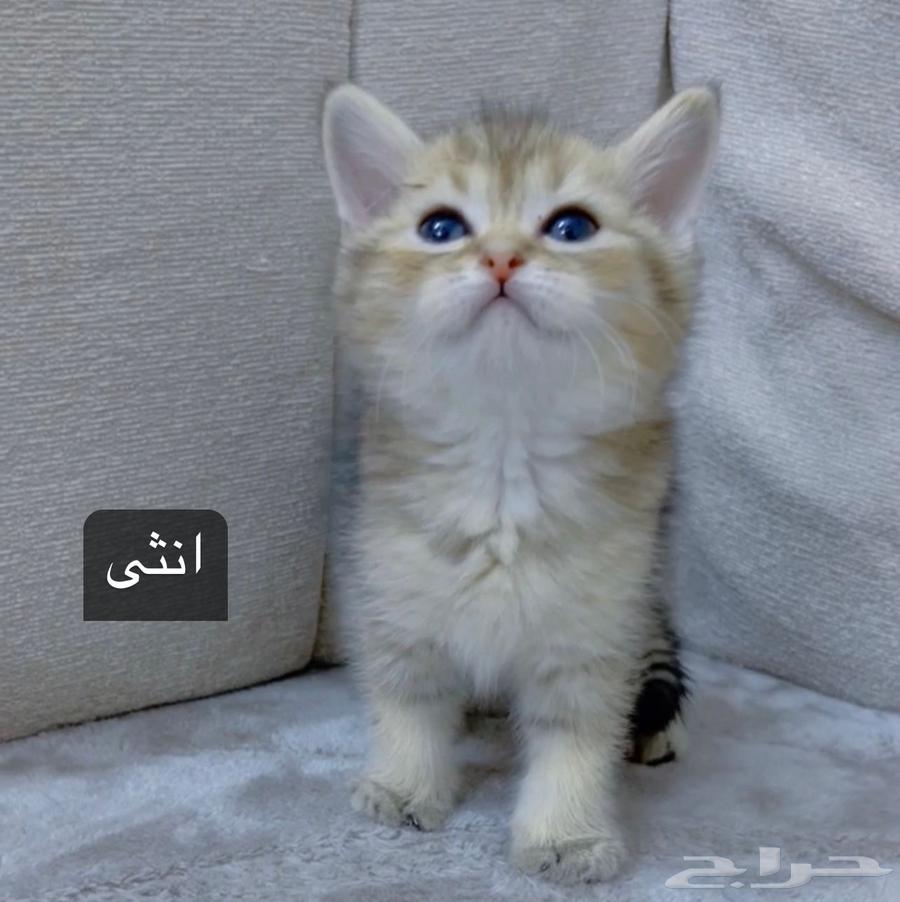 قطط سكوتش63421706645378112
