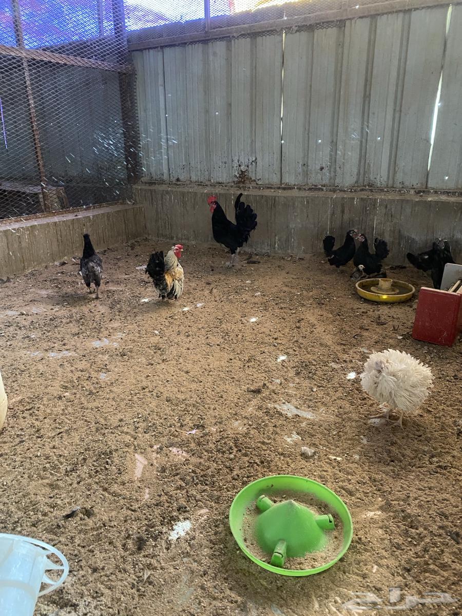 Selling Indonesian chickens and white broilers.63291406441603111