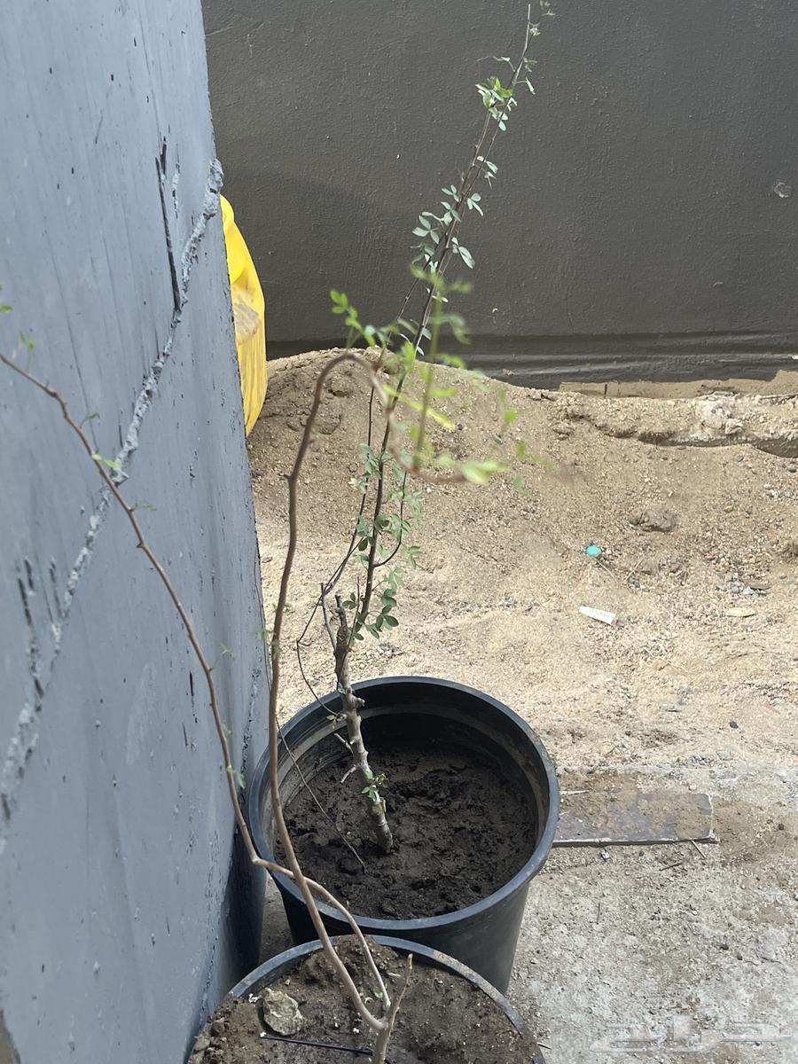 Elderberry (Sambucus) or Besham63074965462529114
