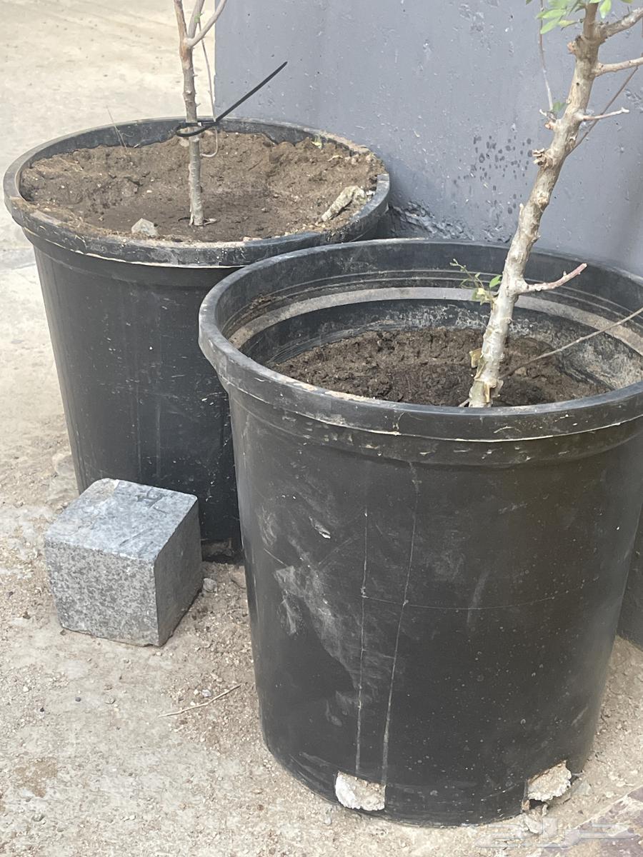 Elderberry (Sambucus) or Besham63074965462529111