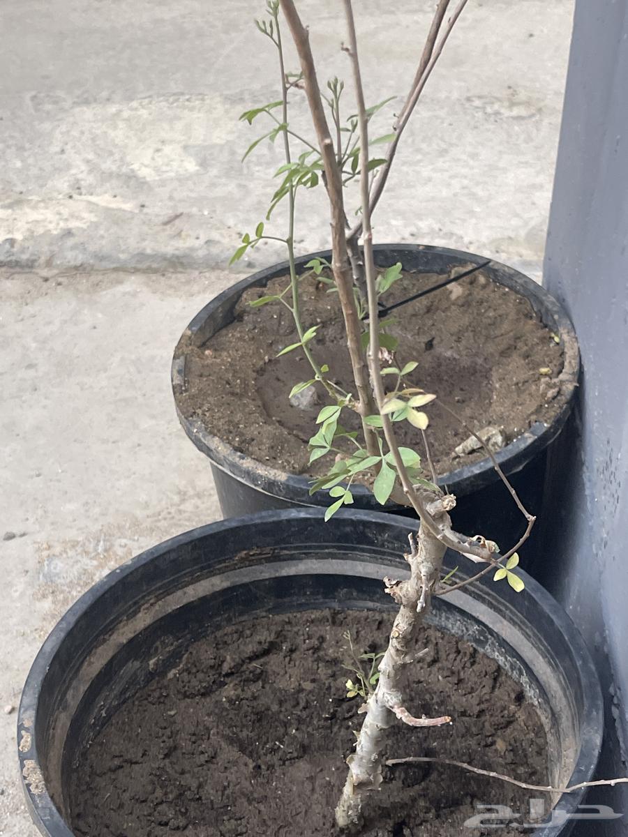 Elderberry (Sambucus) or Besham63074965462529113