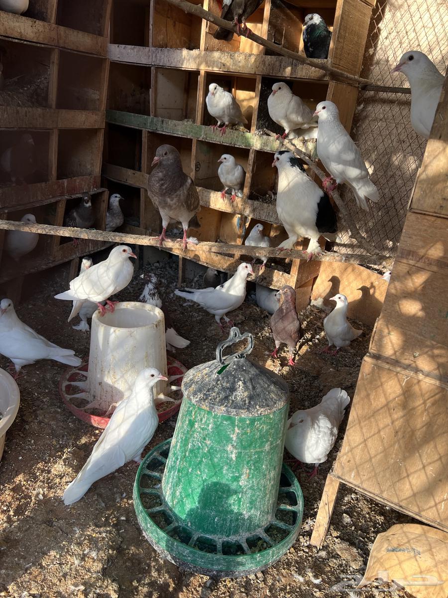 Bathroom for sale, Al-Mazahimiyah, Al-Masha'ila63421819738497113