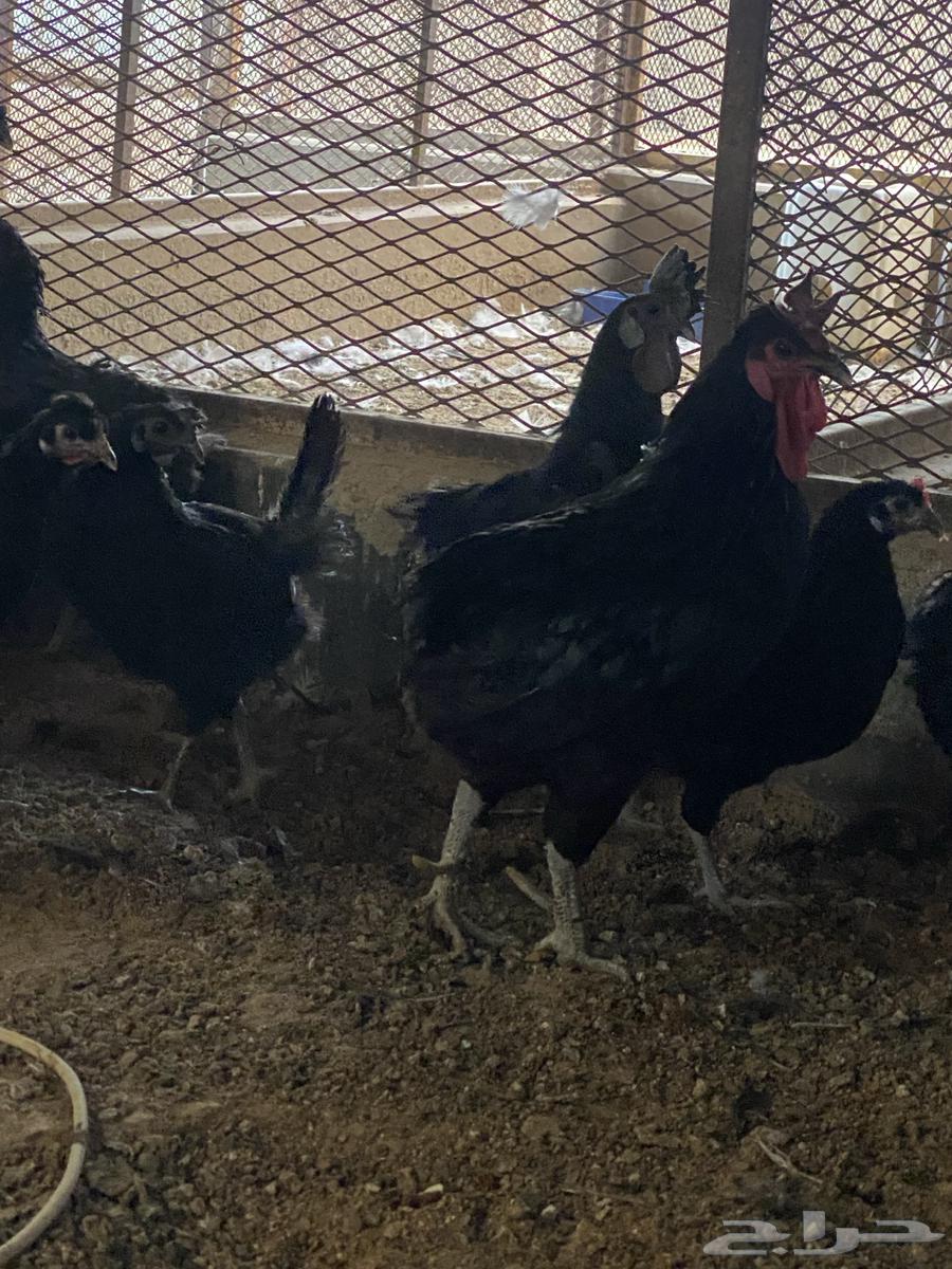 Selling Indonesian chickens and white broilers.63291406441603114