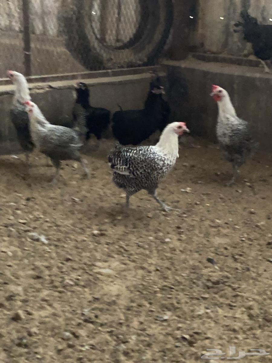 Selling Indonesian chickens and white broilers.63291406441603113