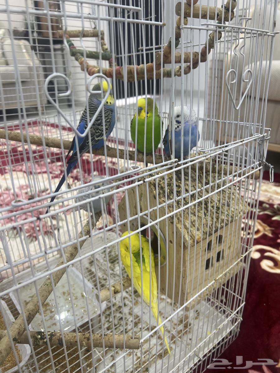 طيور الحب 6634220201847051110