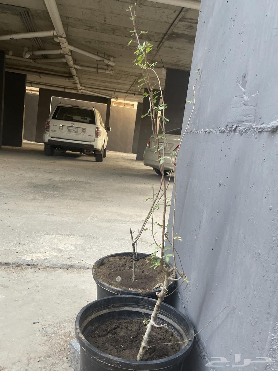 Elderberry (Sambucus) or Besham63074965462529112
