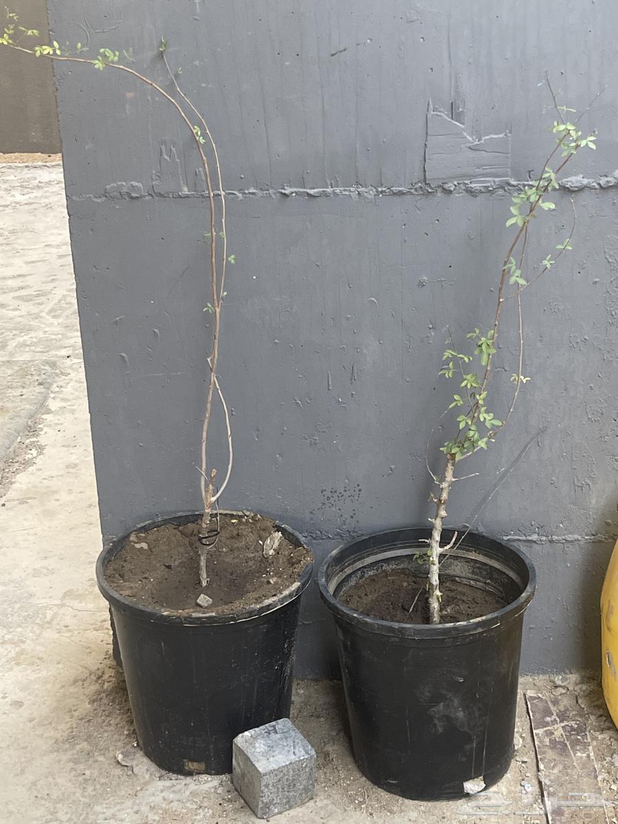 Elderberry (Sambucus) or Besham630749654625291111