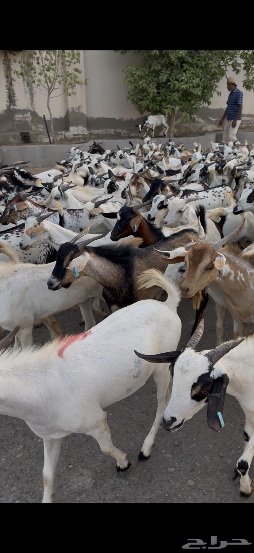 تيوس سودانيه شبيه البلدي63420900049923112