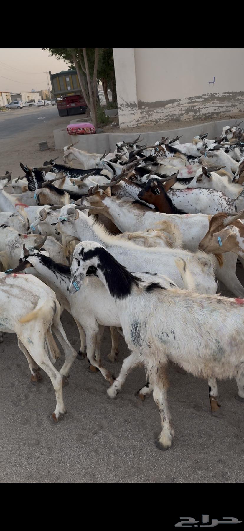 تيوس سودانيه شبيه البلدي63420900049923114