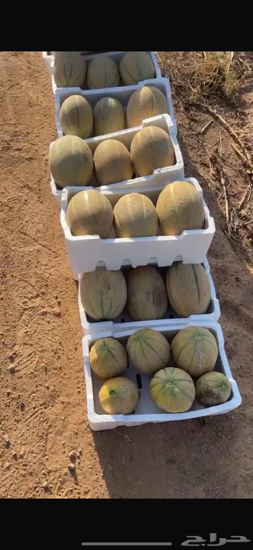 Watermelon is very delicious63421791510019112