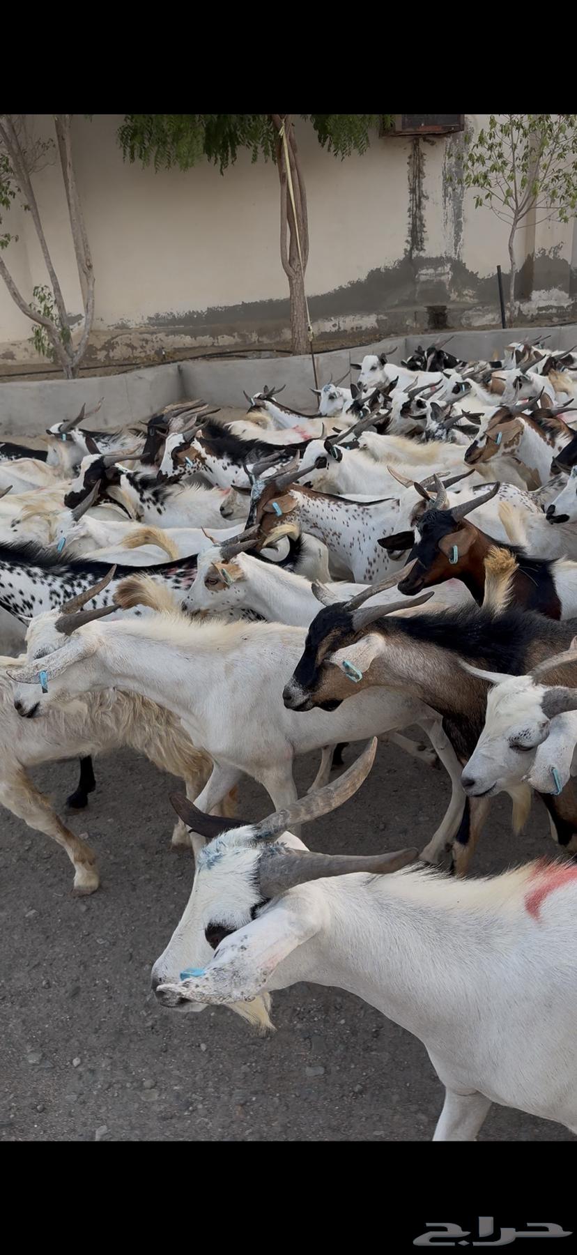 تيوس سودانيه شبيه البلدي63420900049923113